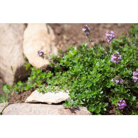 Thymus serpyllum- kakukkfű