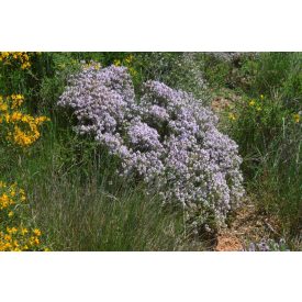 Thymus vulgaris  - kakukkfű