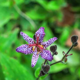 Tricyrtis formosana - tajvani púpliliom
