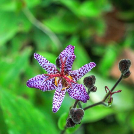 Tricyrtis formosana - tajvani púpliliom
