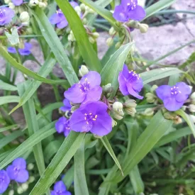 Tradescantia Zwanenburg Blue - kerti pletyka