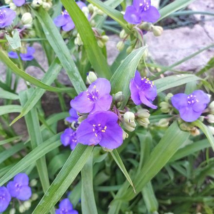Tradescantia Zwanenburg Blue - kerti pletyka