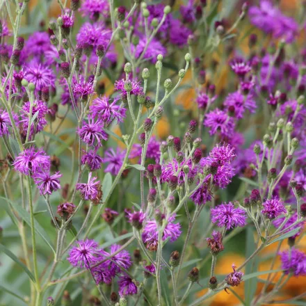Vernonia arkansana - vernónia