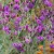 Vernonia arkansana - vernónia