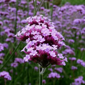 Verbena bonariensis - ernyős verbéna