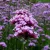 Verbena bonariensis - ernyős verbéna