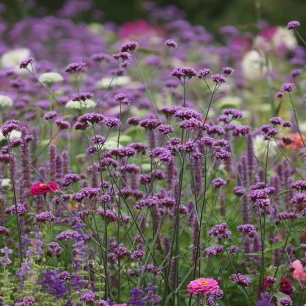 Verbena bonariensis Lollipop - ernyős verbéna