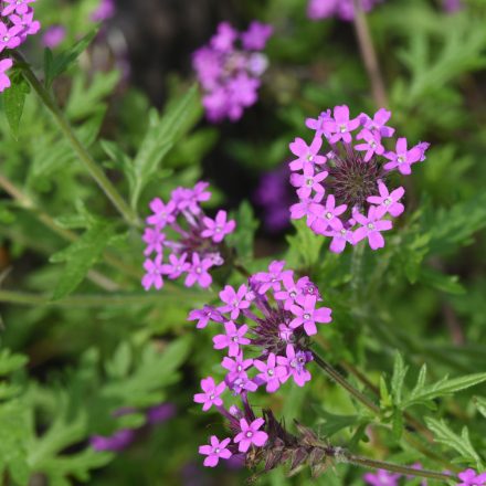 Verbena canadensis Veracity Rose - kanadai verbéna