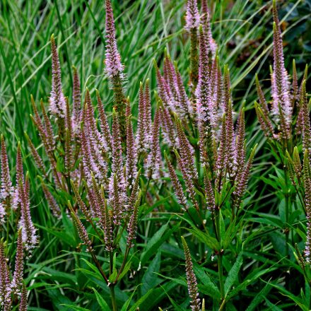 Veronicastrum Challenger - virginiai veronika