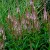 Veronicastrum Challenger - virginiai veronika
