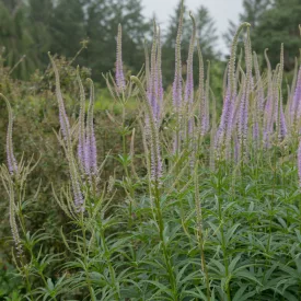 Veronicastrum Cupid - virginiai veronika