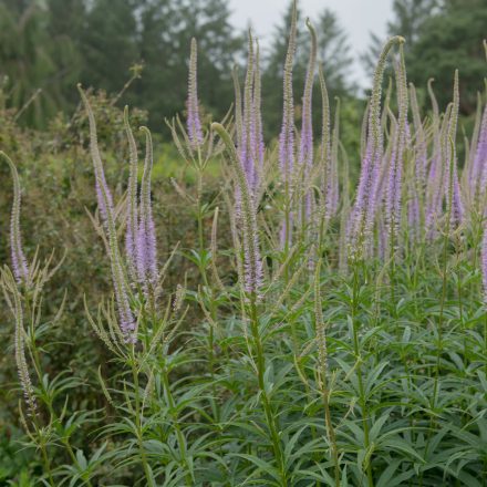 Veronicastrum Cupid - virginiai veronika