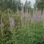 Veronicastrum Cupid - virginiai veronika