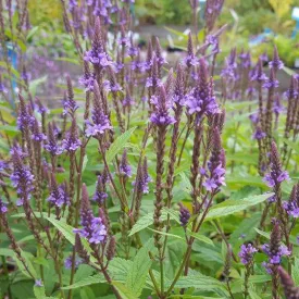 Verbena hastata Blue Spires - lándzsás vasfű, verbéna