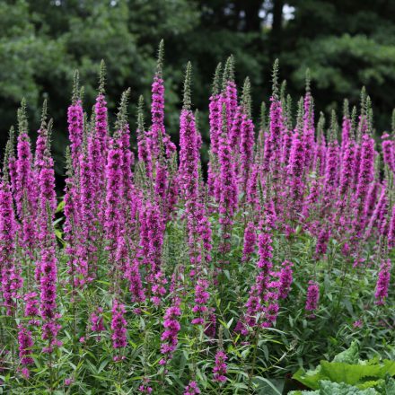Veronica longifolia First Match - hosszúlevelű veronika