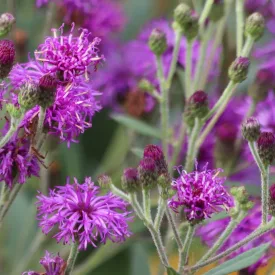 Vernonia noveboracensis - vernónia