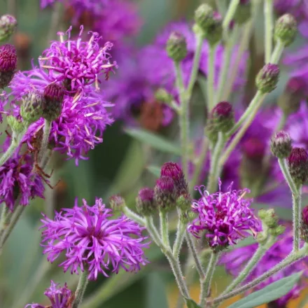 Vernonia noveboracensis - vernónia