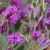 Vernonia noveboracensis - vernónia