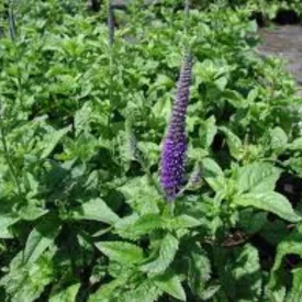 Veronica spicata Blue - macskafarkú veronika