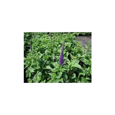 Veronica spicata Blue- macskafarkú veronika