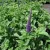 Veronica spicata Blue - macskafarkú veronika