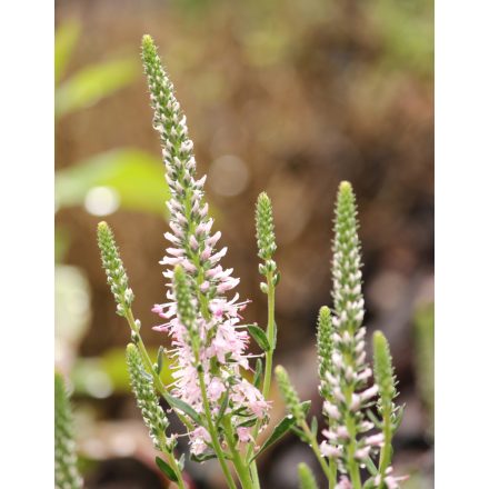 Veronica spicata Inspire Rose - macskafarkú veronika