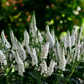 Veronica spicata Snow Candles - veronika
