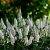 Veronica spicata Snow Candles - veronika