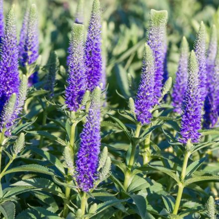 Veronica spicata Nana Blauteppich- macskafarkú veronika