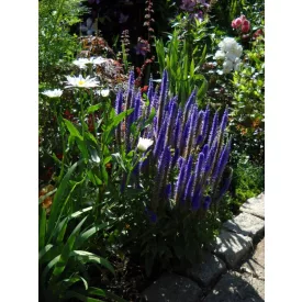 Veronica spicata Ulster Dwarf Blue- macskafarkú veronika