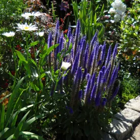 Veronica spicata Ulster Dwarf Blue - macskafarkú veronika