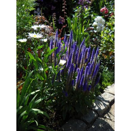Veronica spicata Ulster Dwarf Blue- macskafarkú veronika