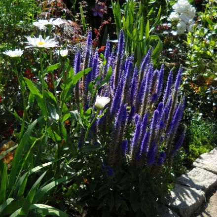 Veronica spicata Ulster Dwarf Blue - macskafarkú veronika