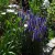 Veronica spicata Ulster Dwarf Blue - macskafarkú veronika