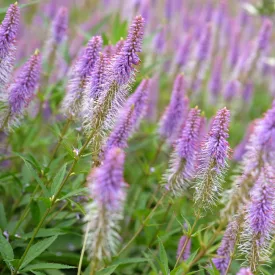 Veronicastrum virginicum Fascination - virginiai veronika