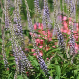 Veronicastrum virginicum Lavendelturm - virginiai veronika