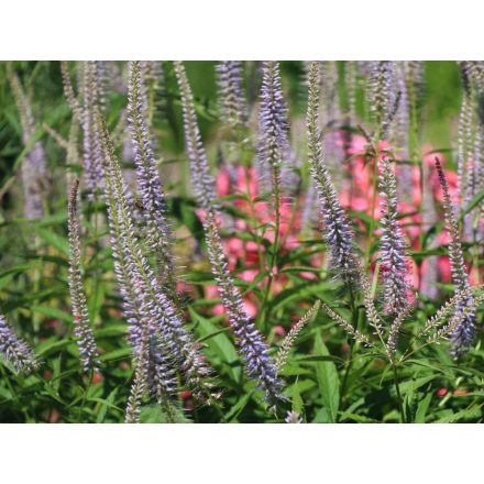 Veronicastrum virginicum Lavendelturm- virginiai veronika