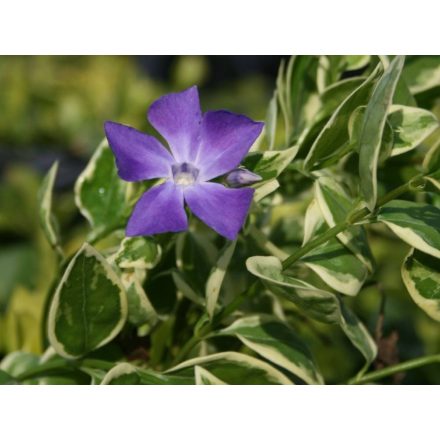 Vinca major Variegata- nagy meténg