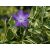 Vinca major Variegata- nagy meténg