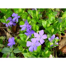 Vinca minor - kis télizöld meténg