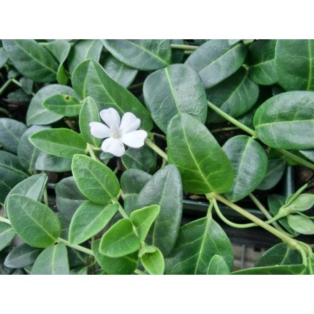 Vinca minor Alba - kis meténg