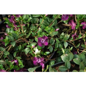 Vinca minor Atropurpurea - kis télizöld meténg