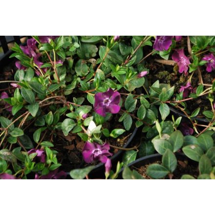 Vinca minor Atropurpurea - kis télizöld meténg