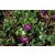 Vinca minor Atropurpurea - kis télizöld meténg