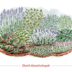 Ehető dísznövények 
