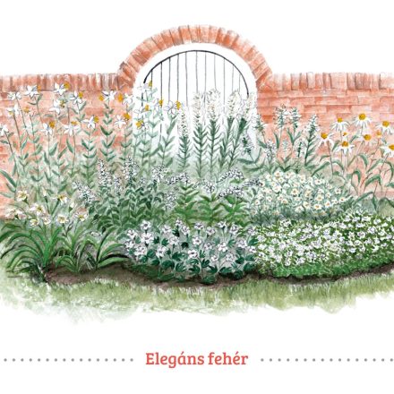 Elegáns fehér évelő virágok