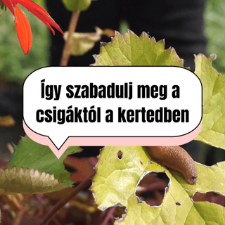 Csigamentes évelőágyás